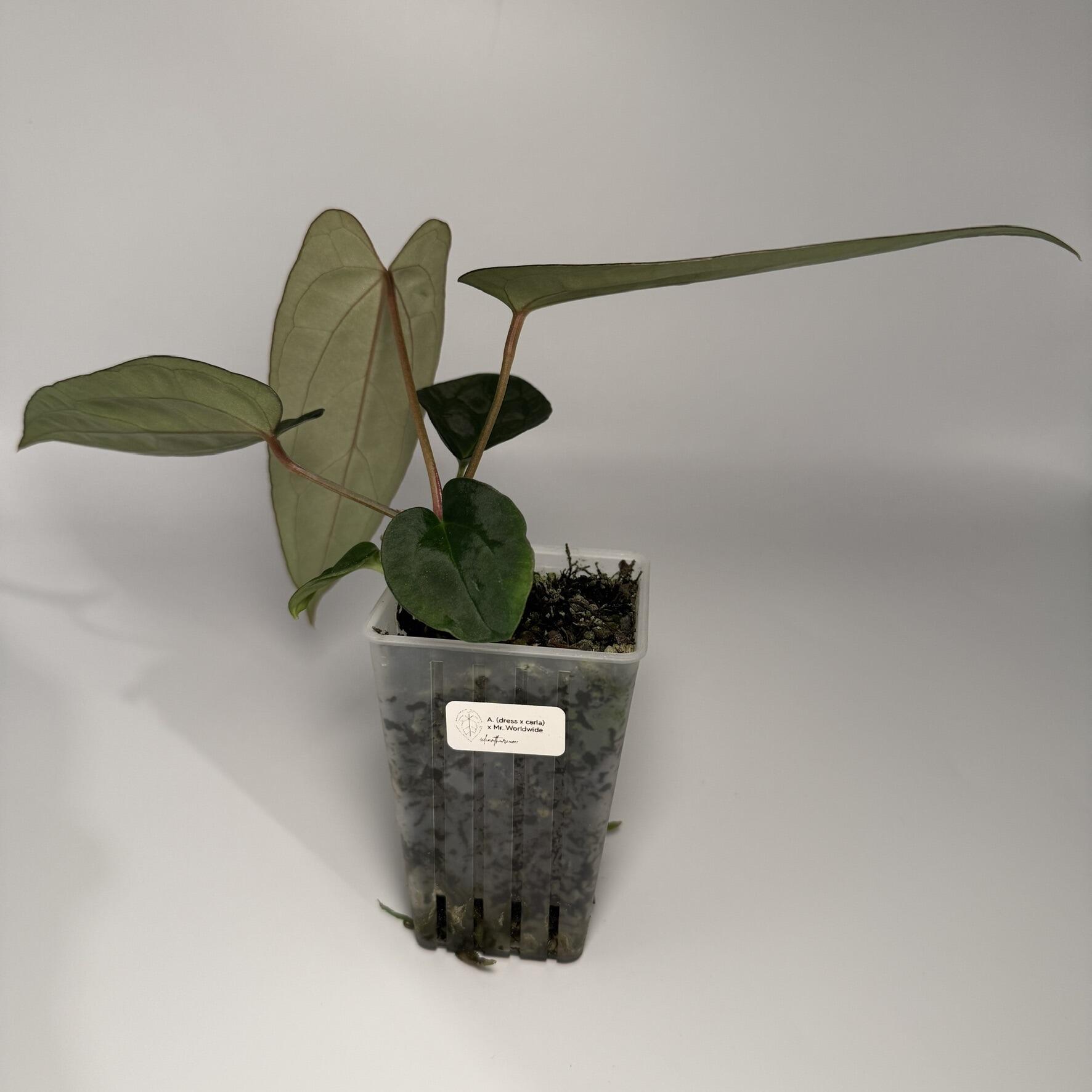 Plant for sale
