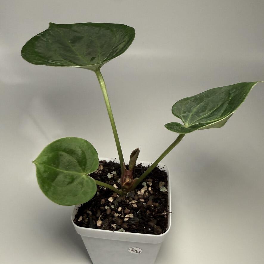Plant for sale