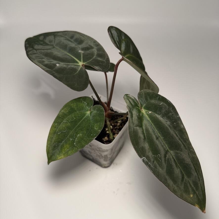 Plant for sale