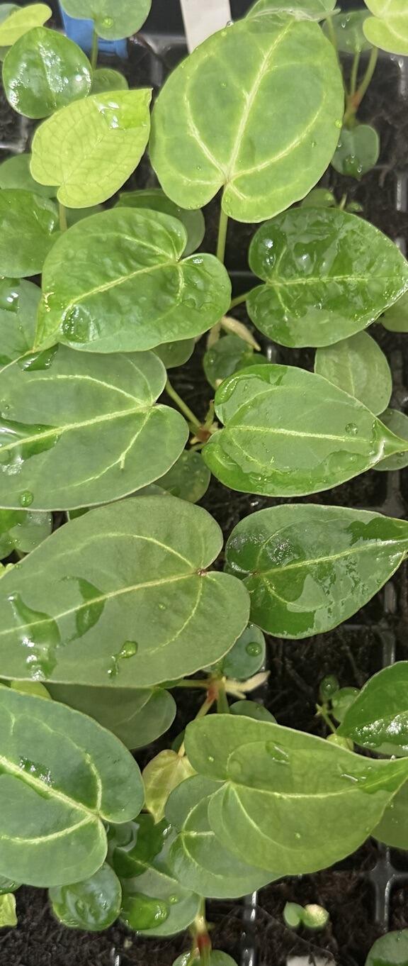 Grower's choice seedlings for sale