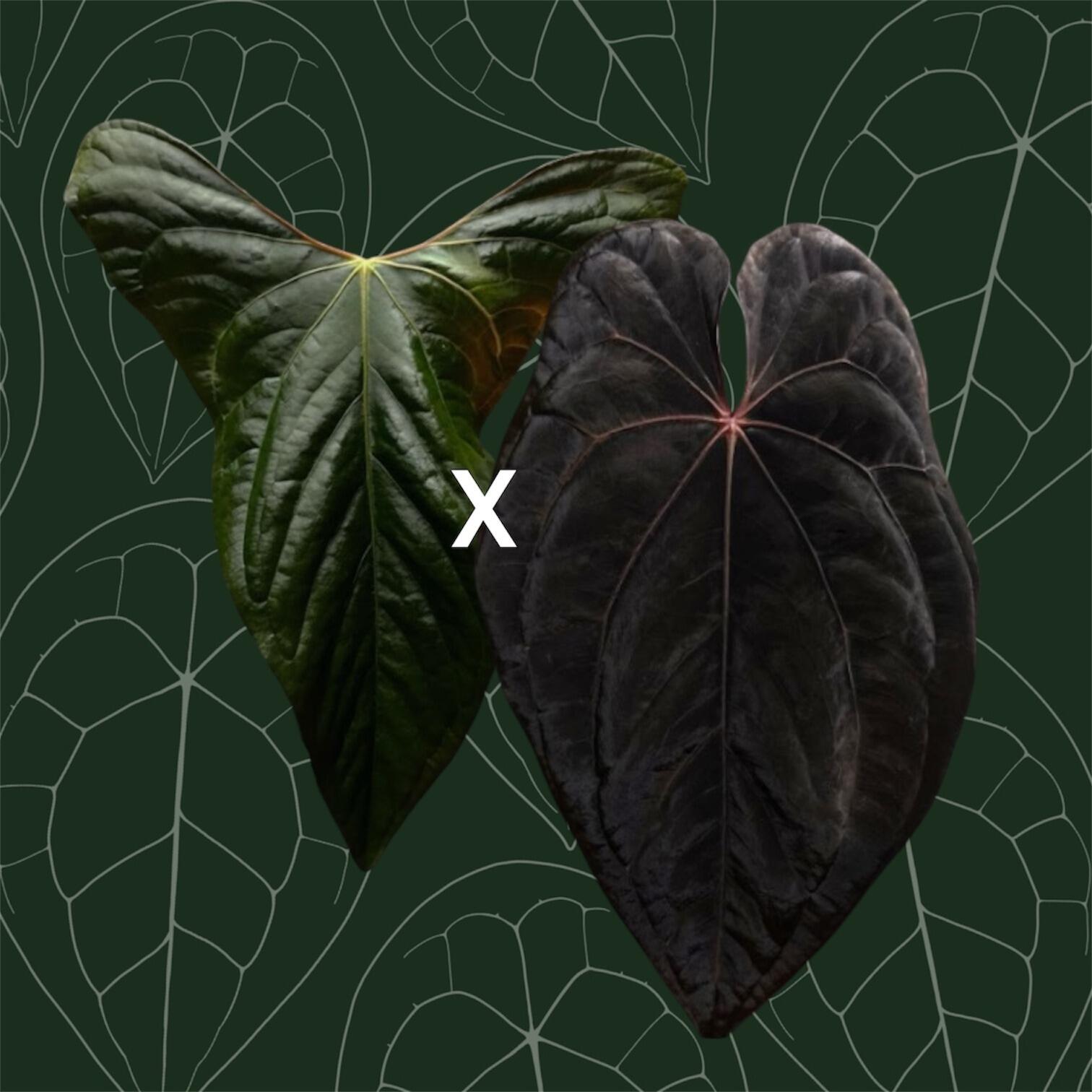 Parent plants