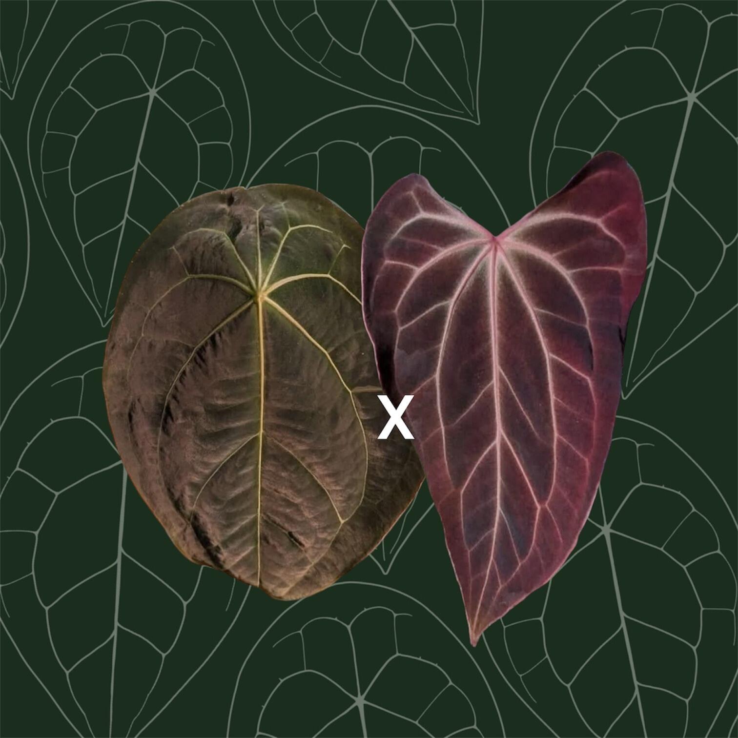 Parent plants