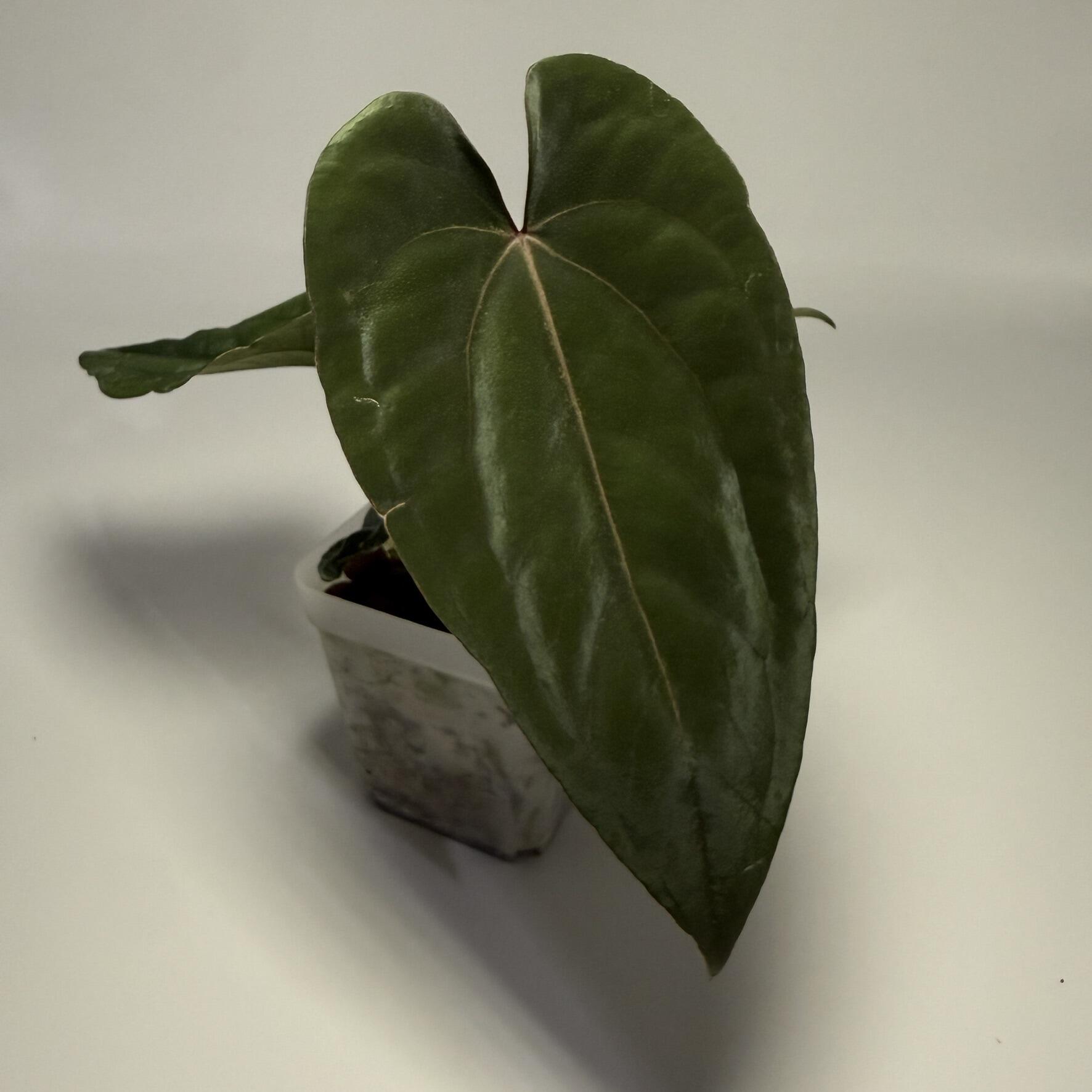 Plant for sale