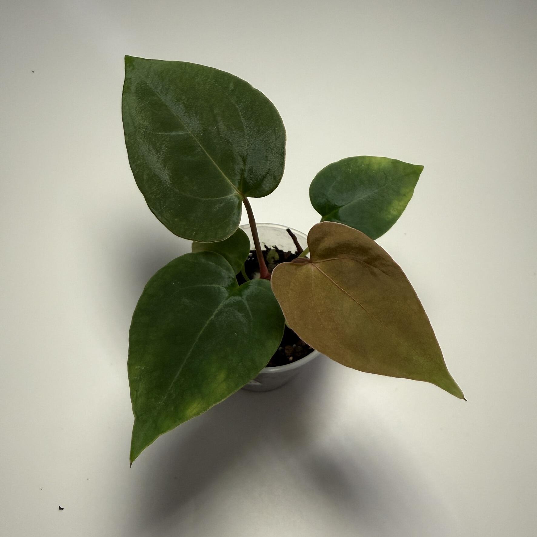 Plant B
