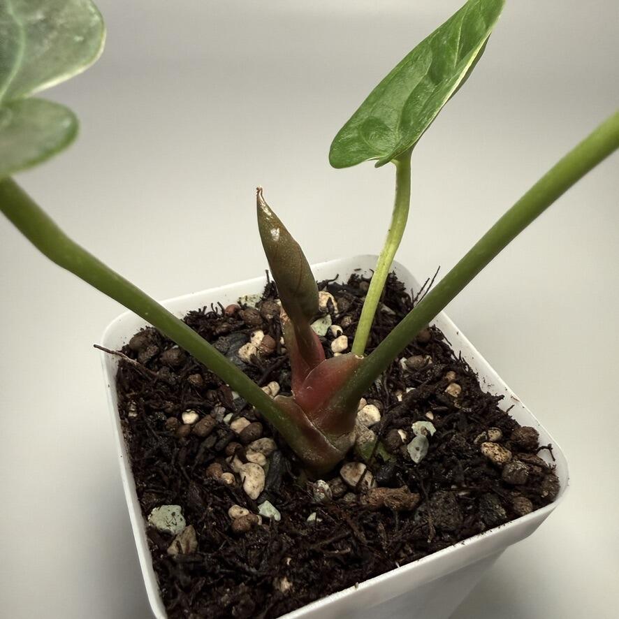 Plant for sale