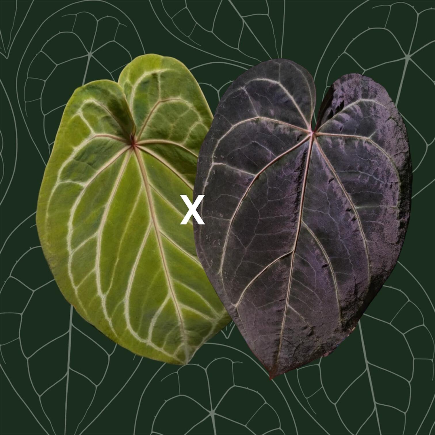 Parent plants
