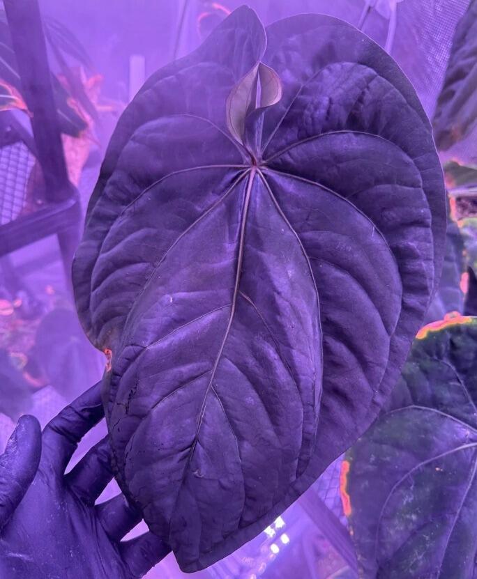Mama plant