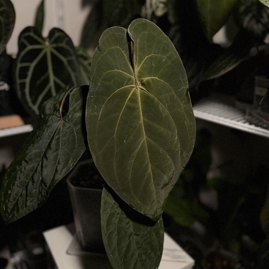 My mother plant (NFS)