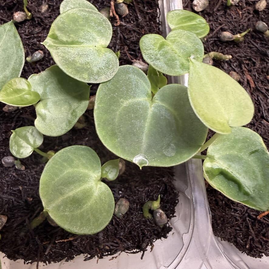 Grower's choice seedlings for sale