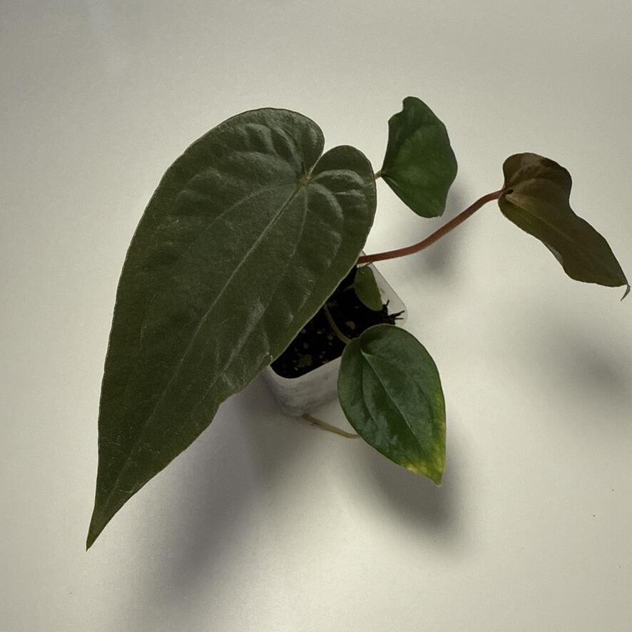 Plant C