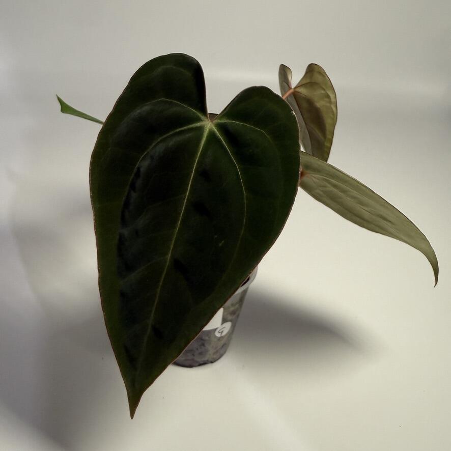 Plant for sale