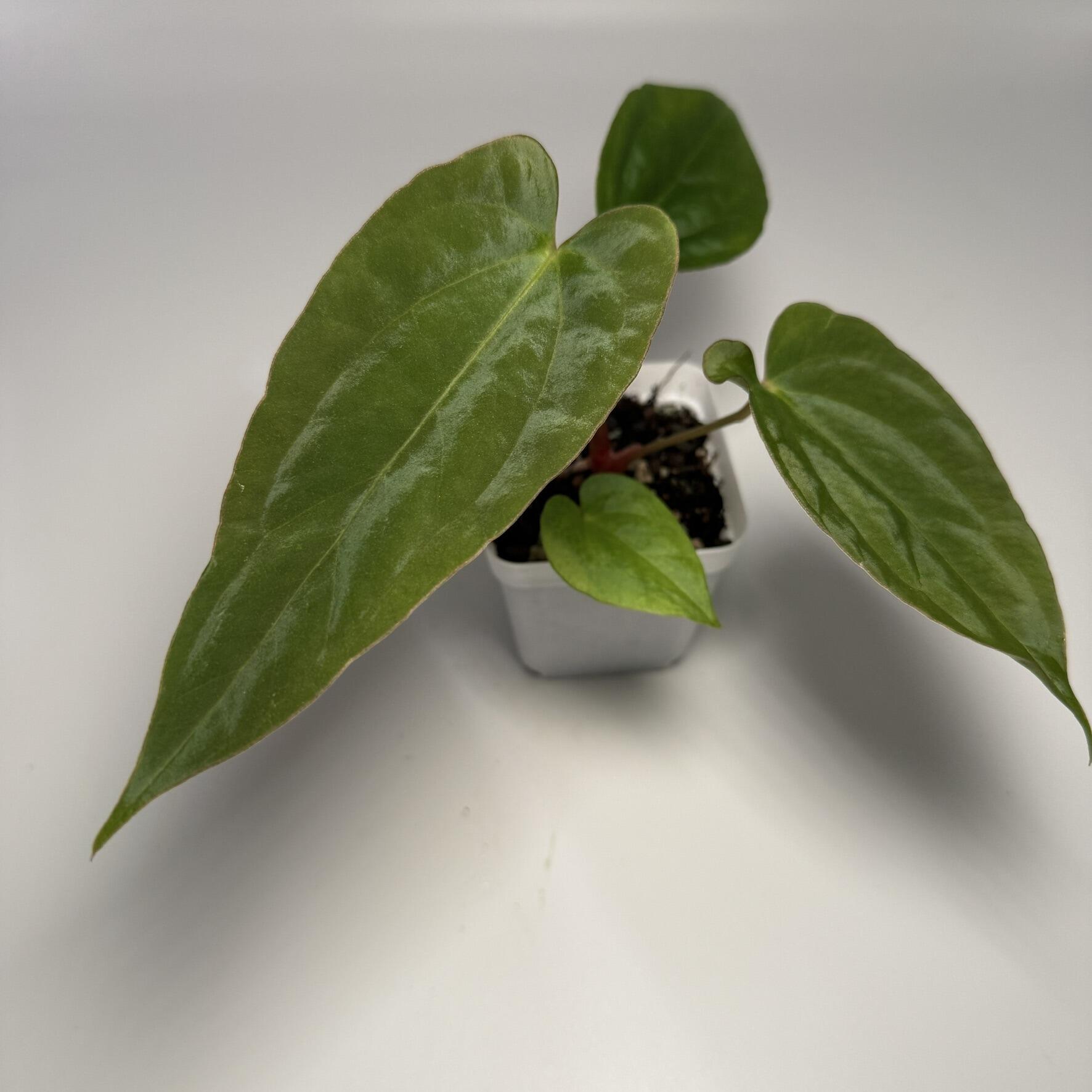 Plant G