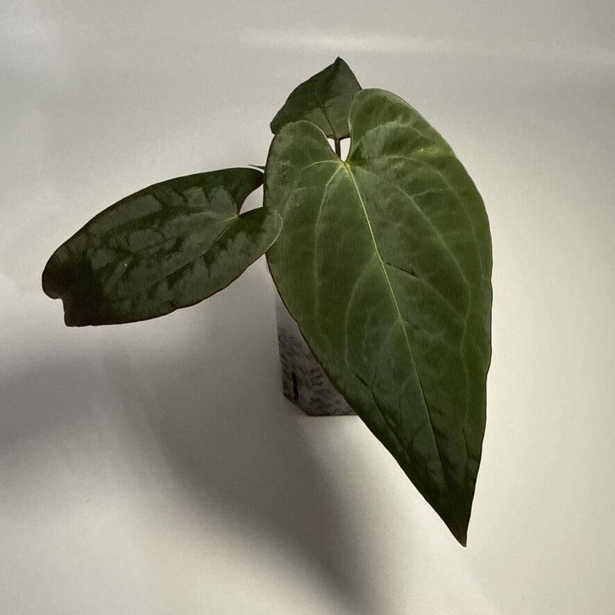 Plant for sale