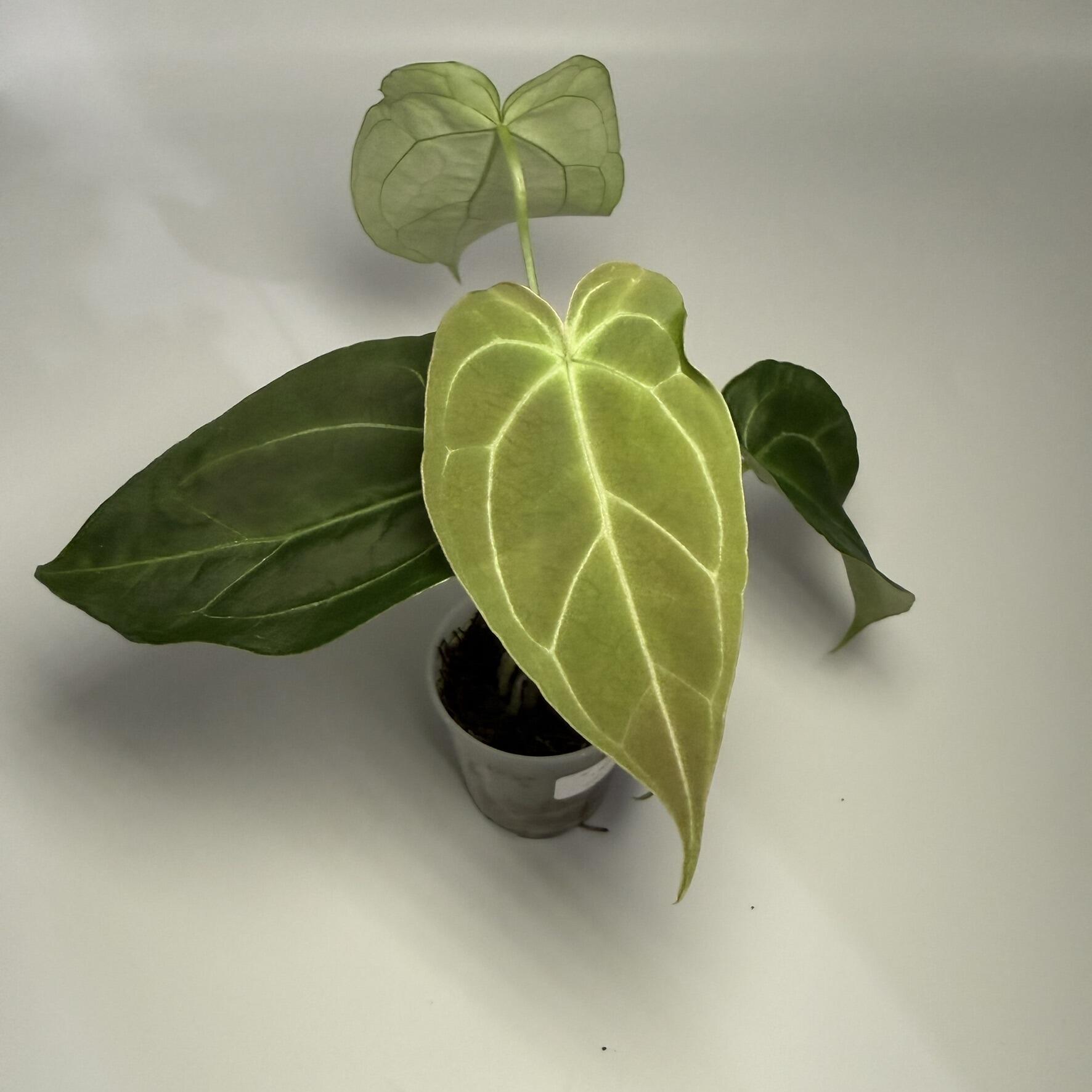 Plant for sale