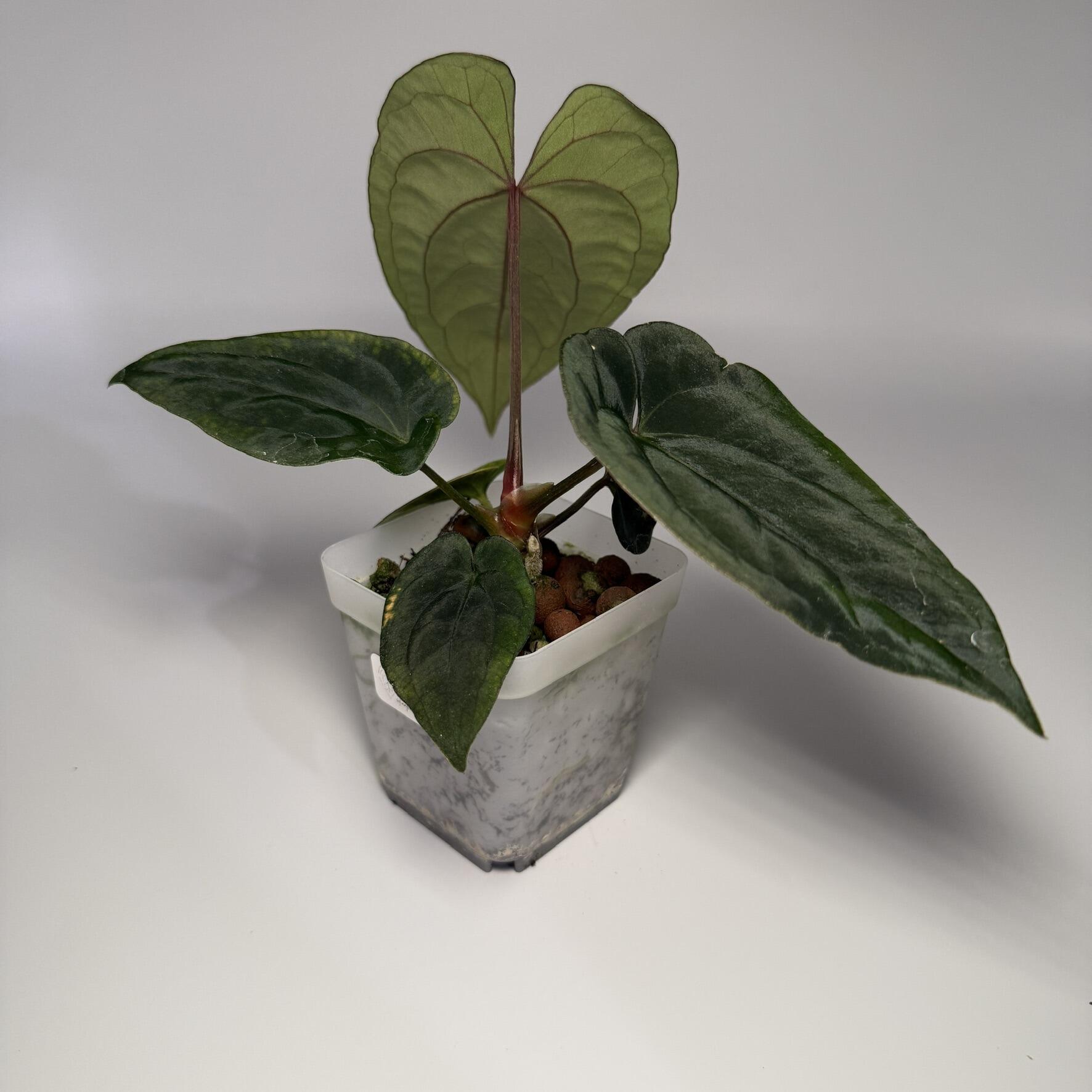 Plant for sale
