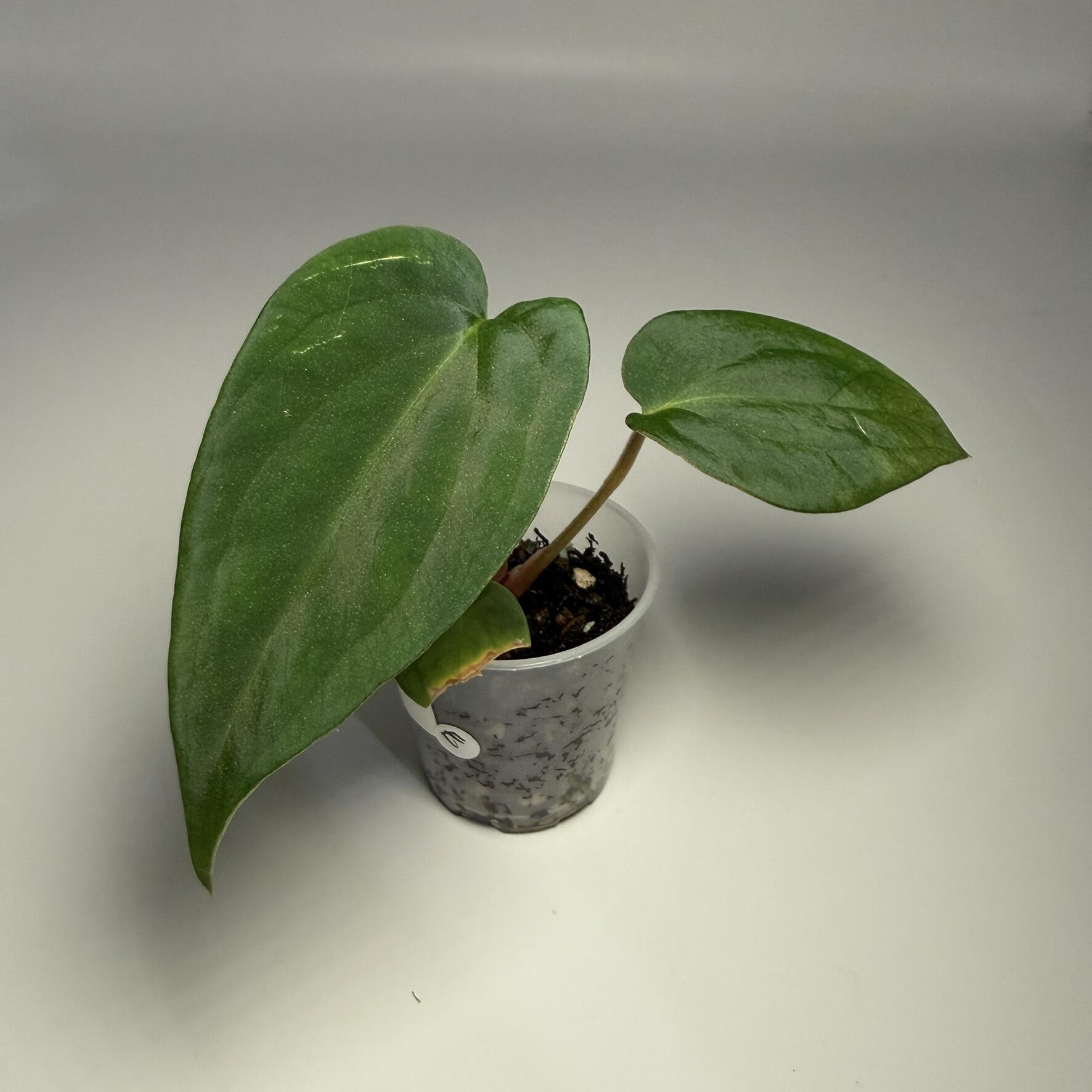 Plant E