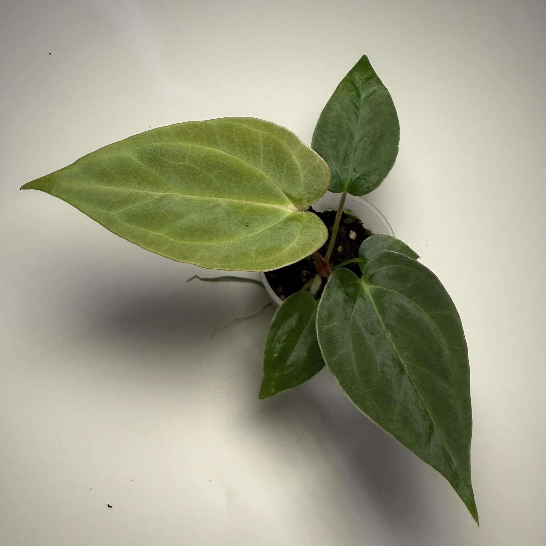 Plant C