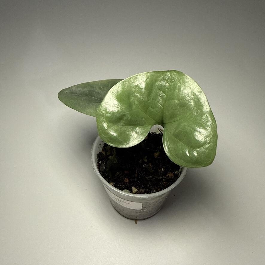 Plant for sale