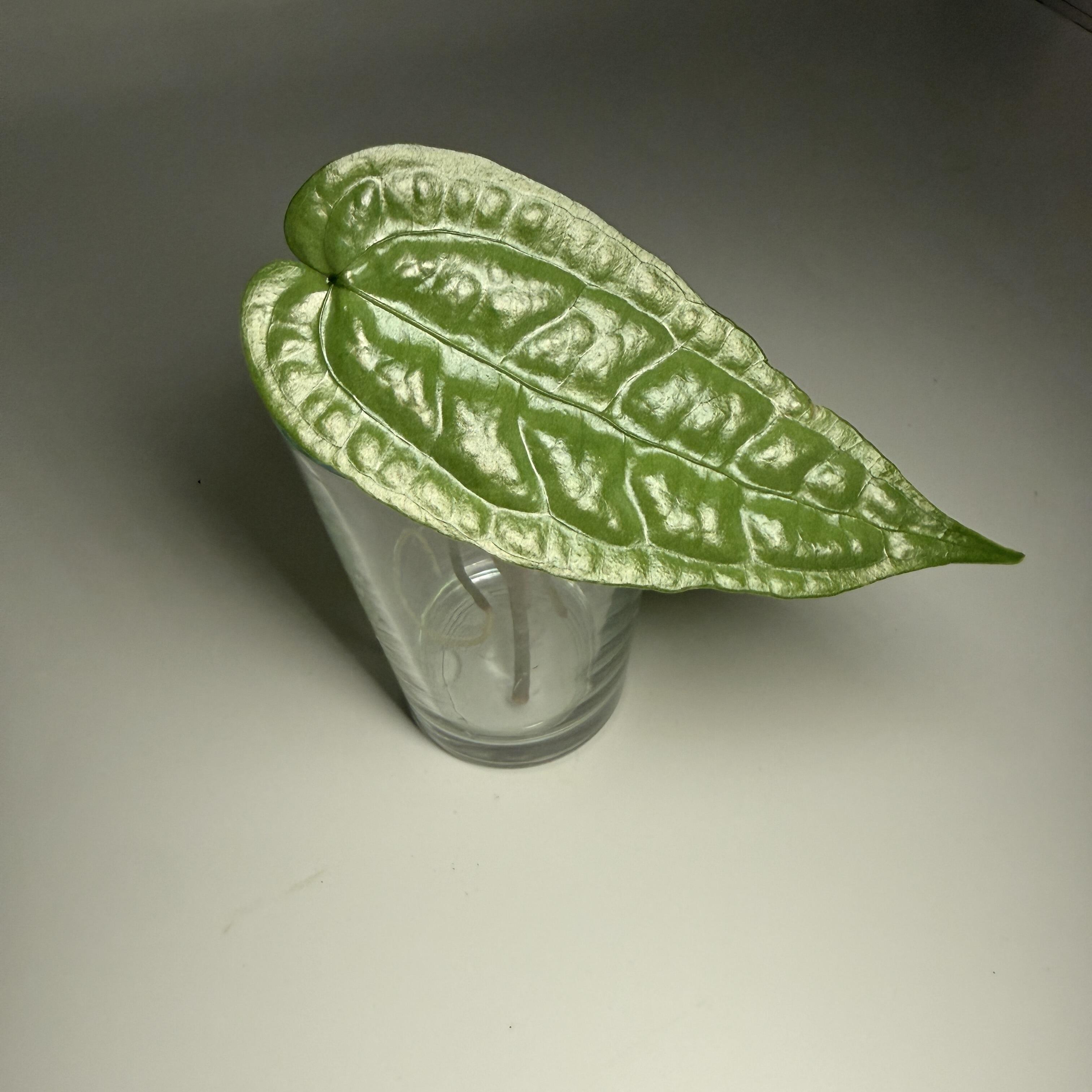 Grower's choice prop for sale