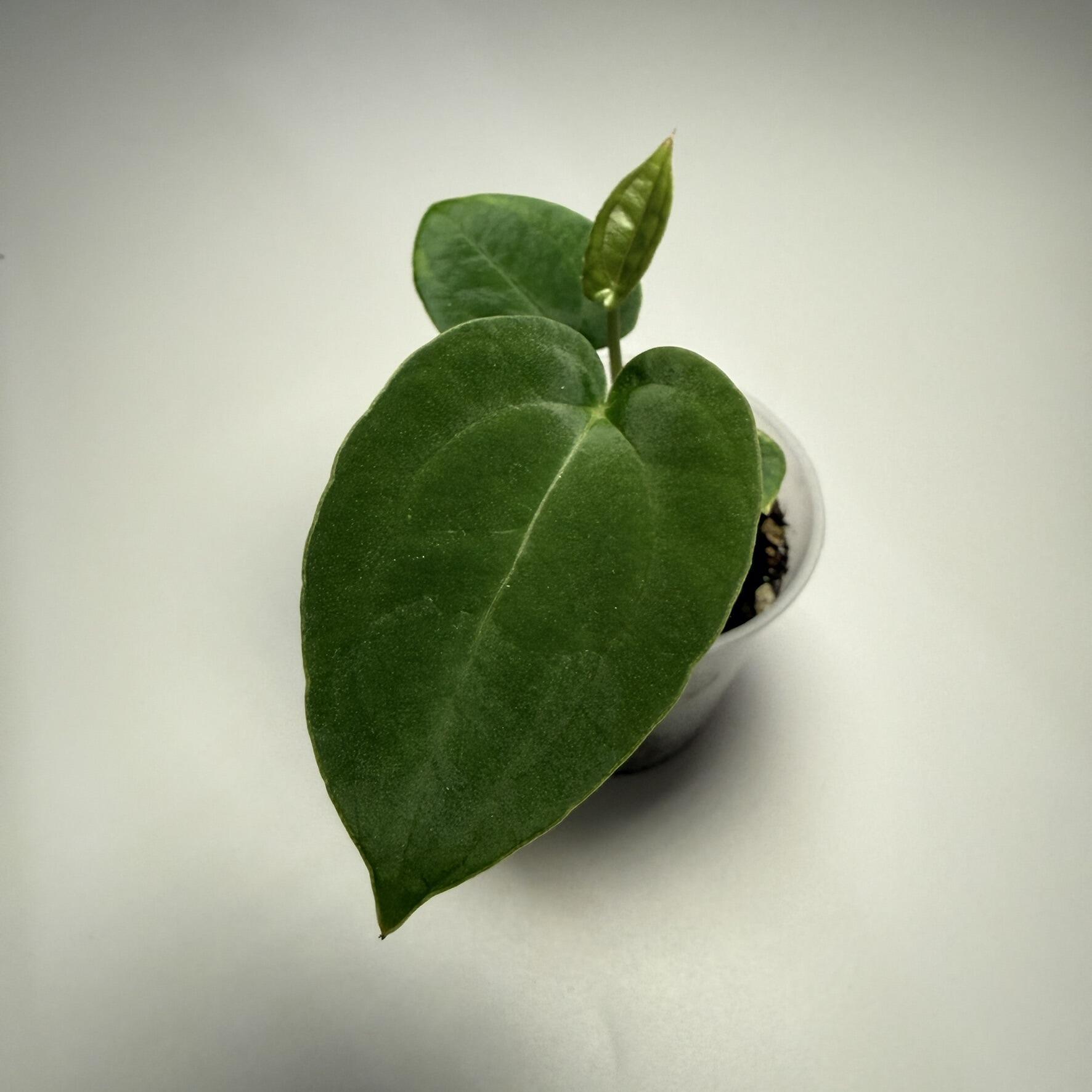 Plant A