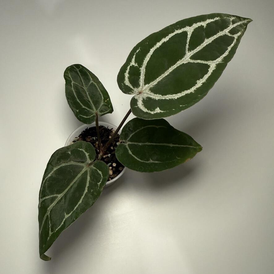 Plant A