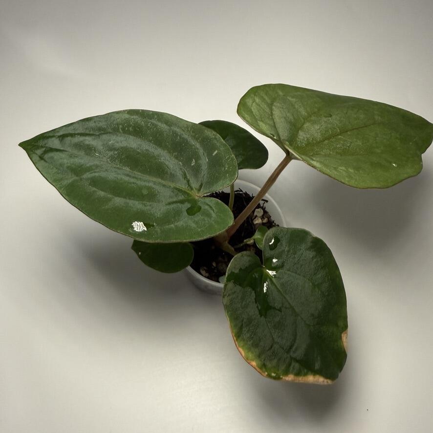 Seedling for sale
