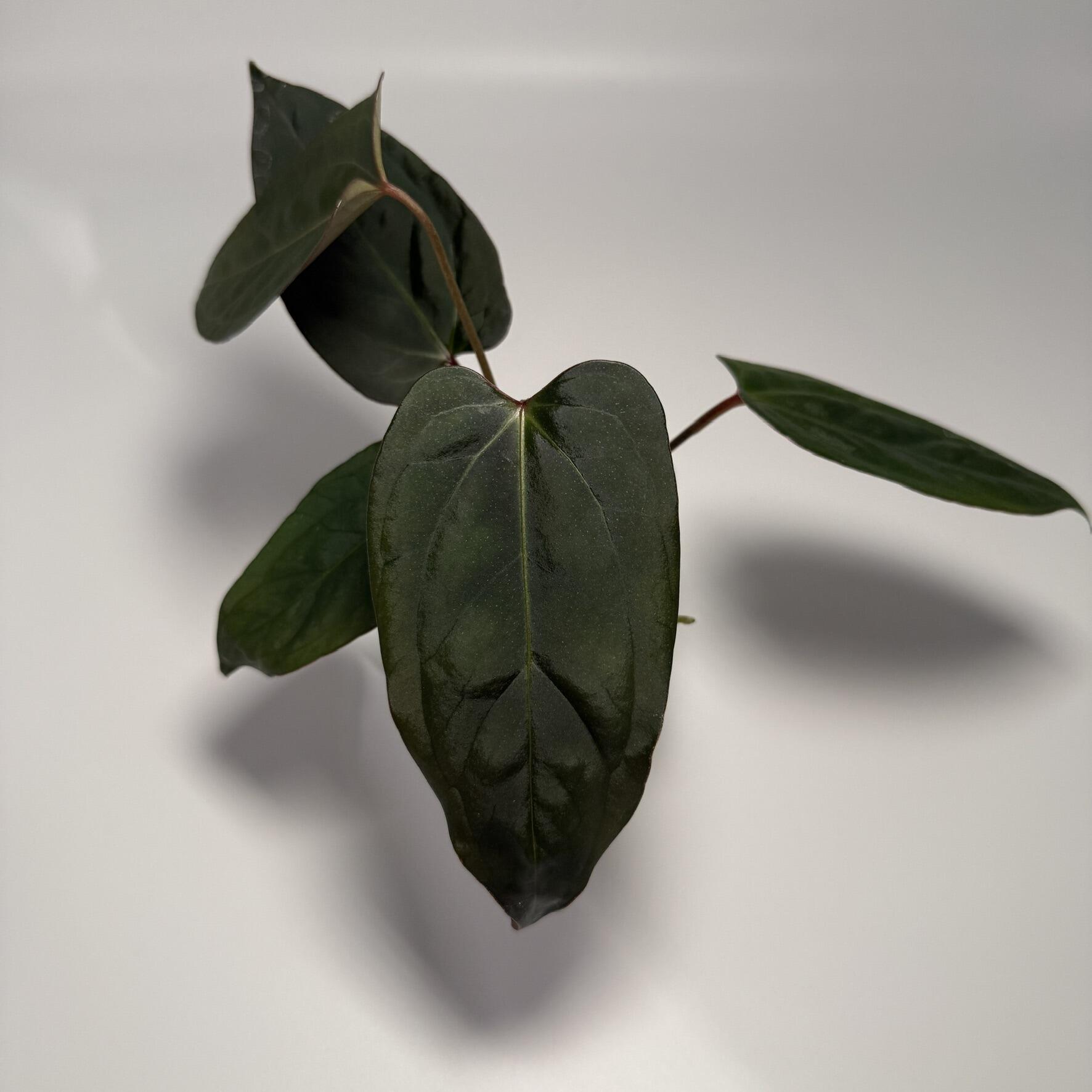 Plant for sale