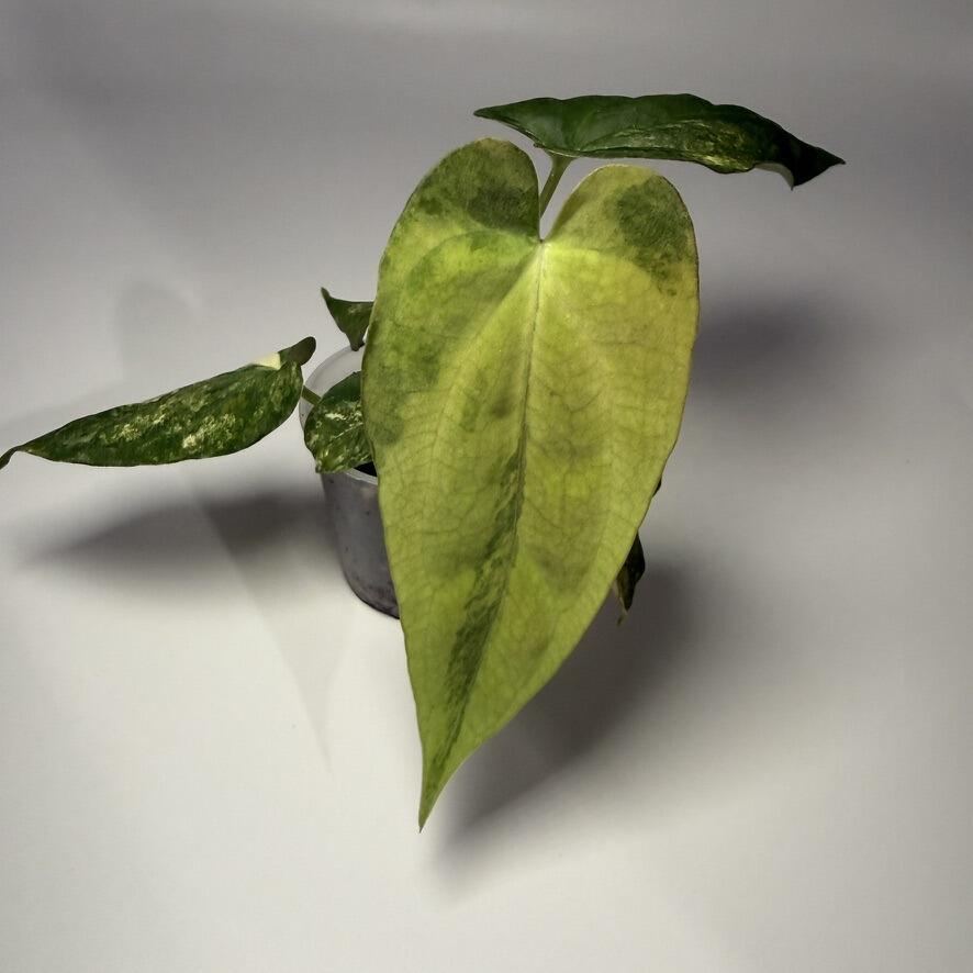 Plant G