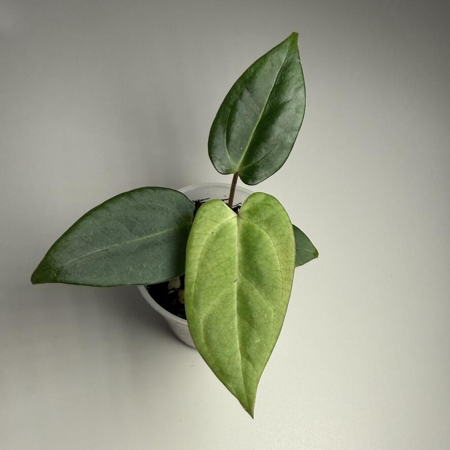 Plant F