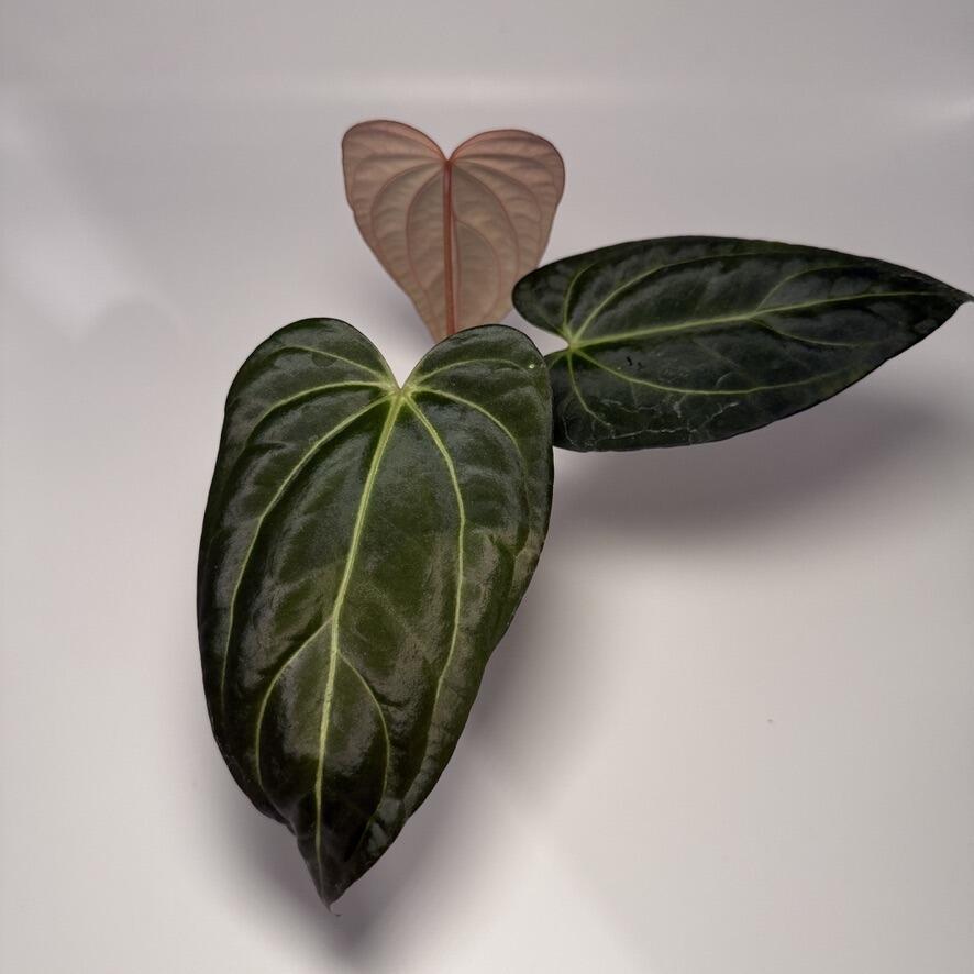 Plant for sale