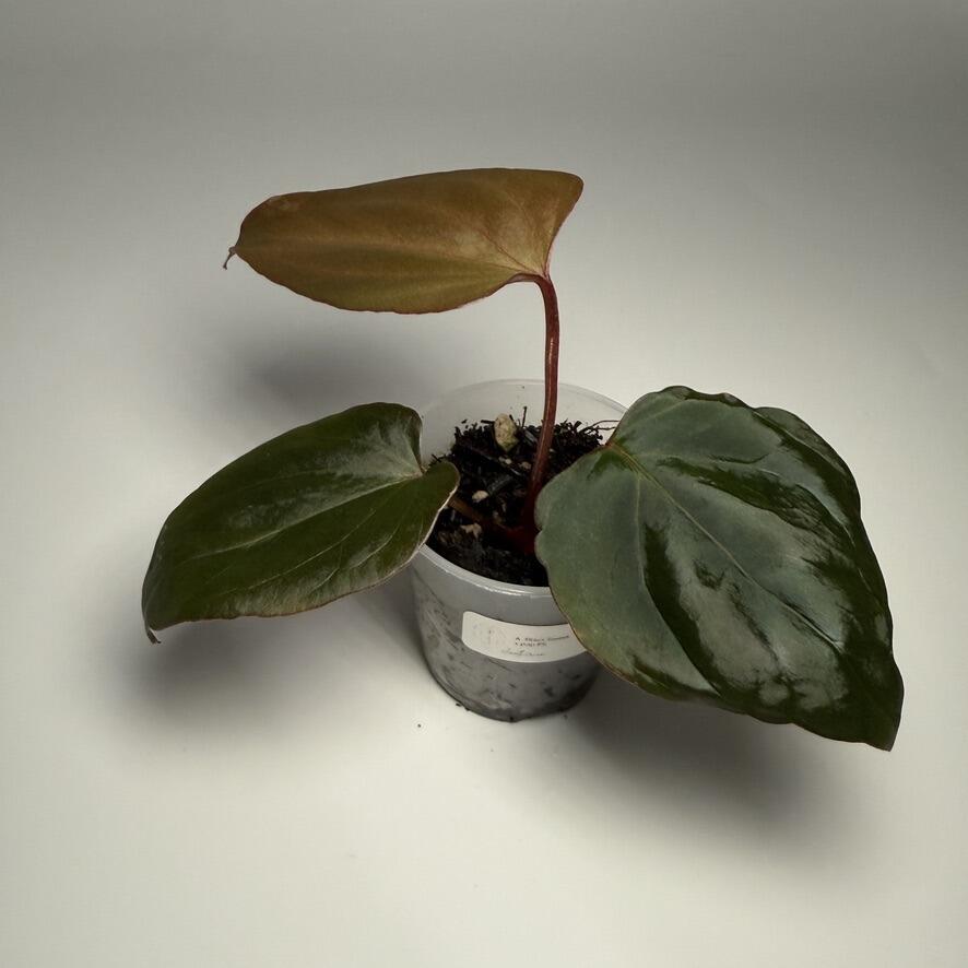 Plant for sale