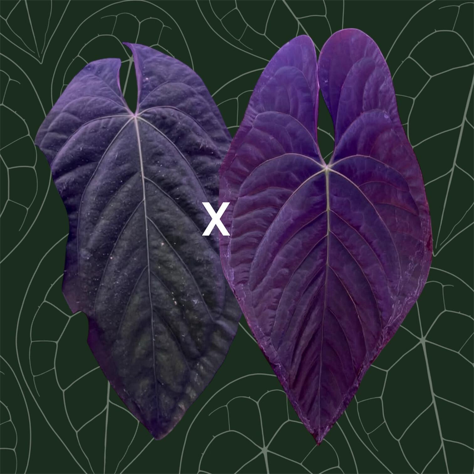 Parent plants