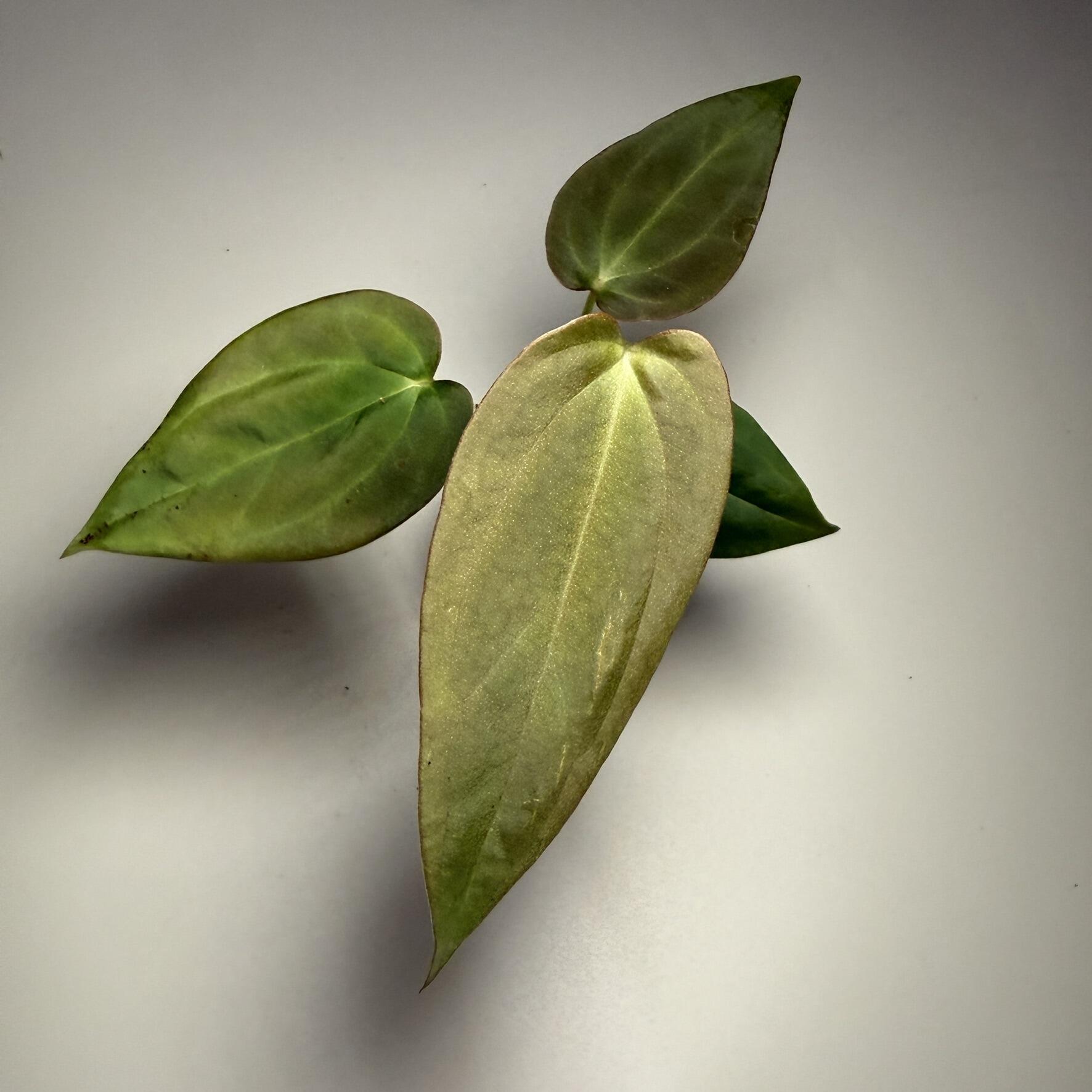 Plant H