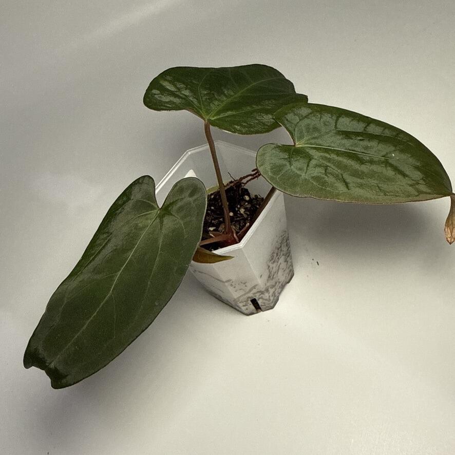 Plant for sale