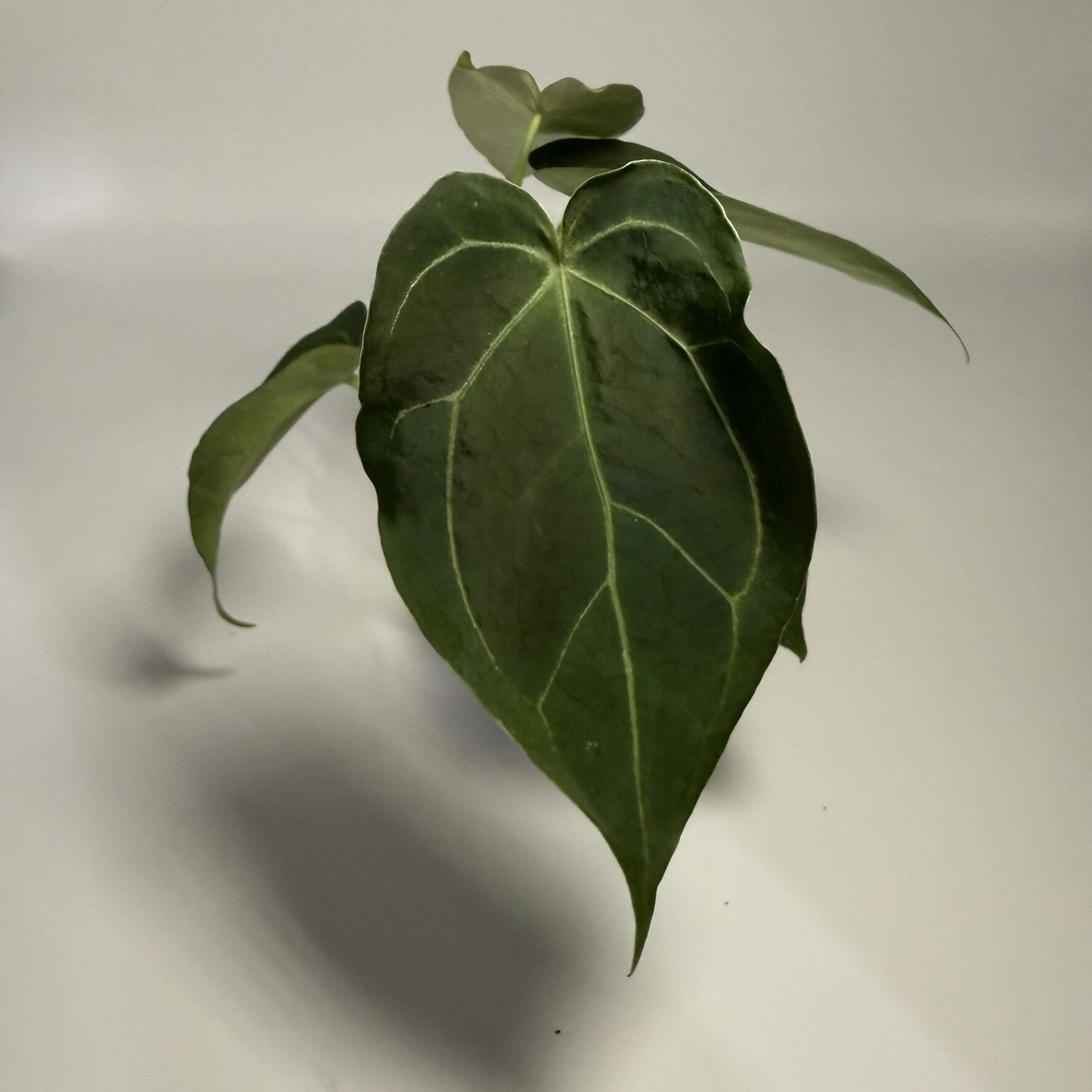 Plant for sale