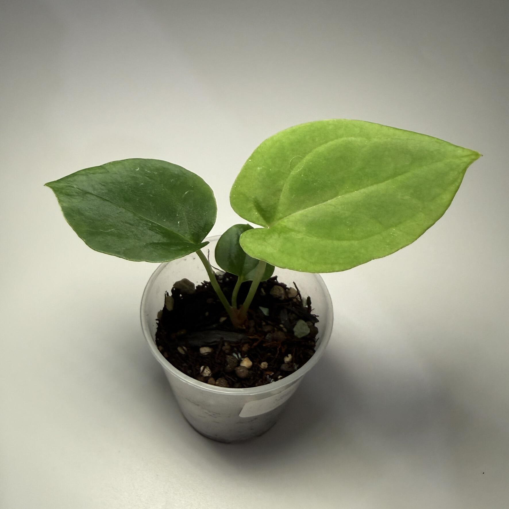 Plant B