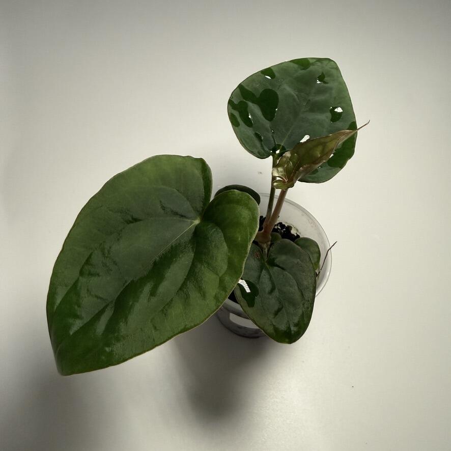 Plant A