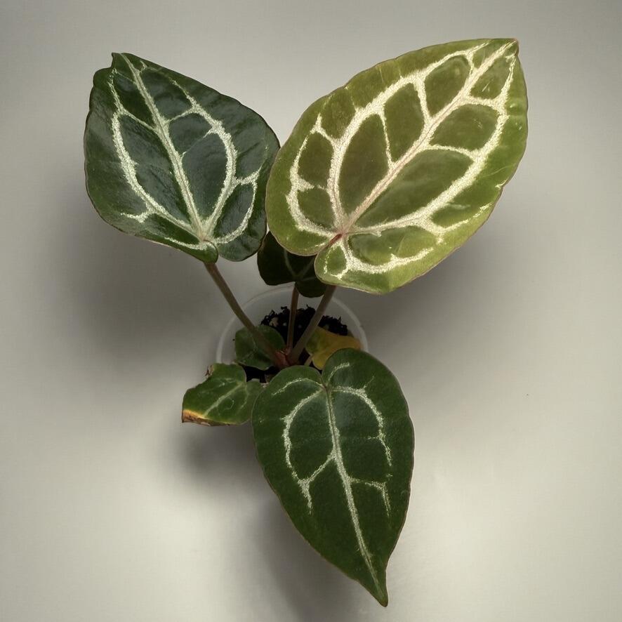 Plant B