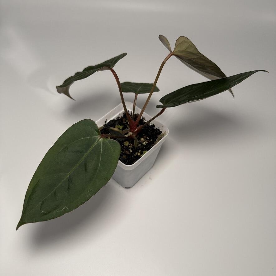 Plant for sale