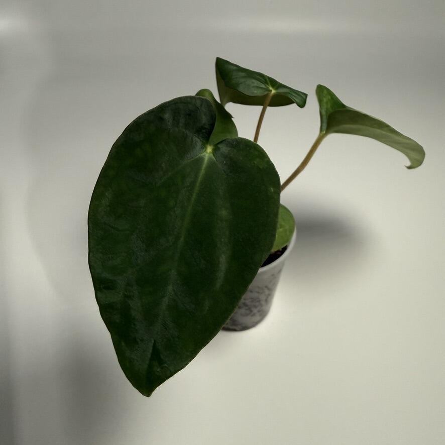 Plant F
