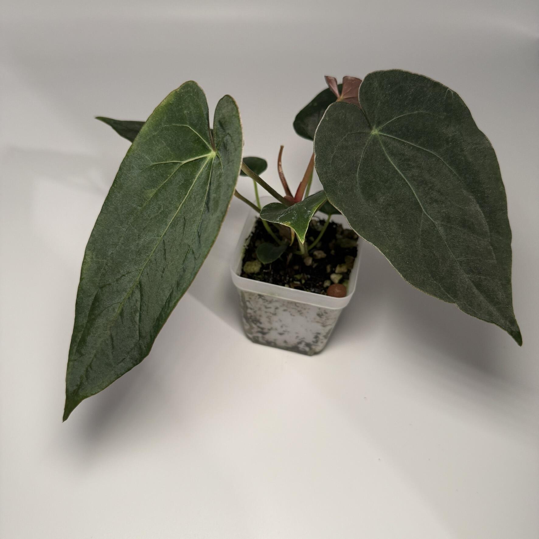 Plant C