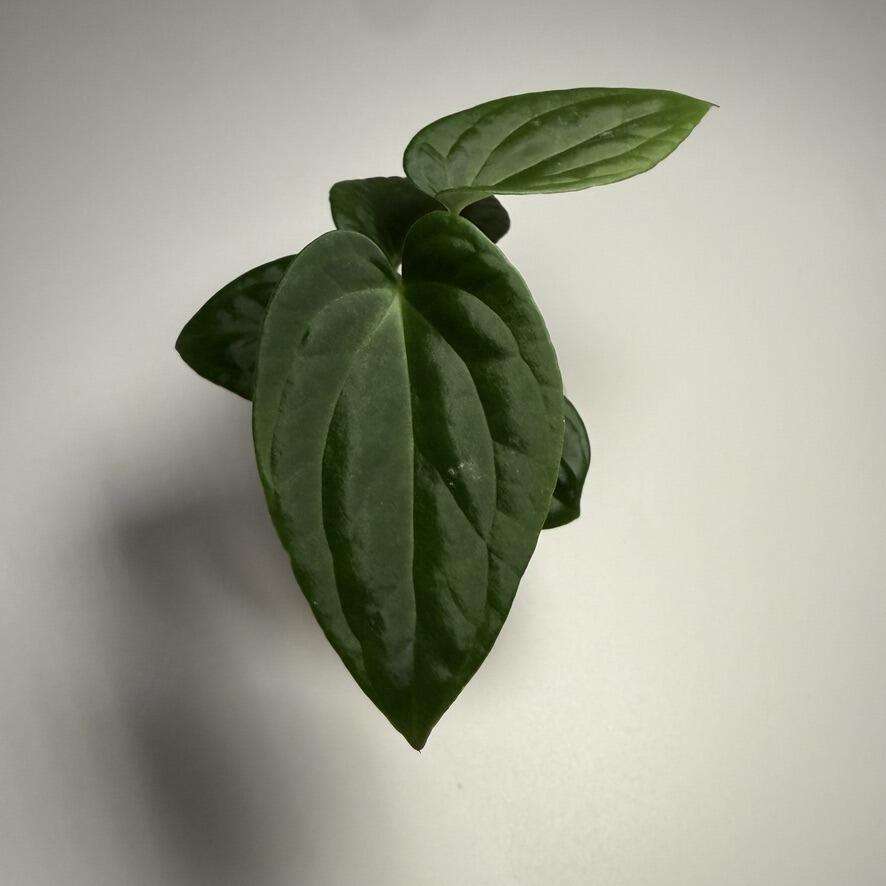 Plant G