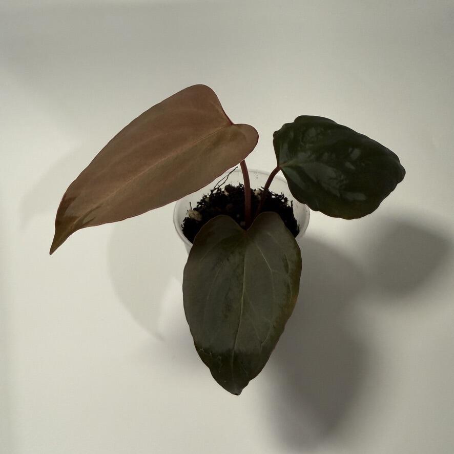Plant for sale