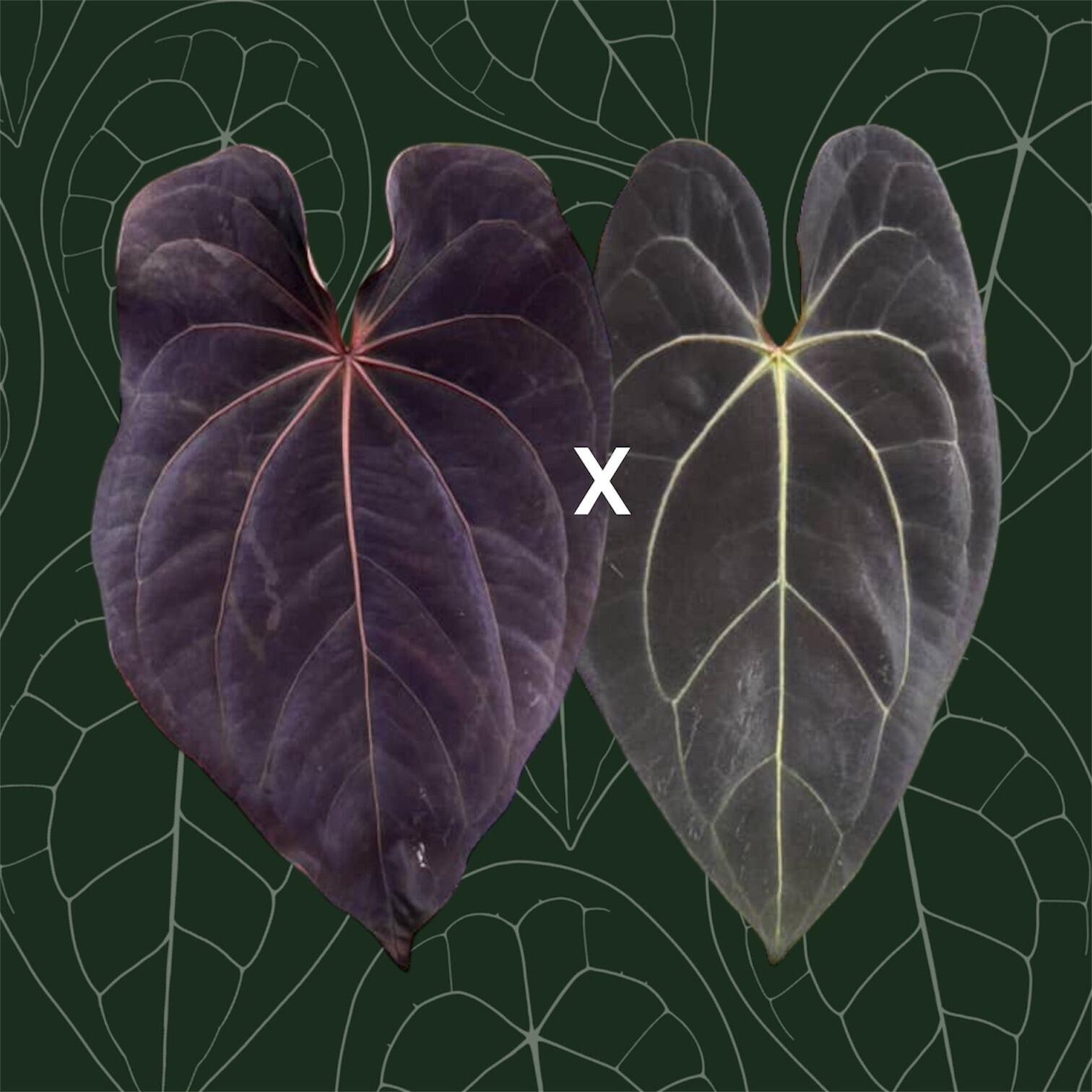 Parent plants