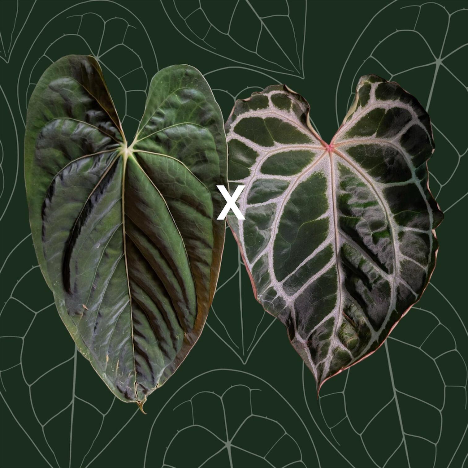 Parent plants