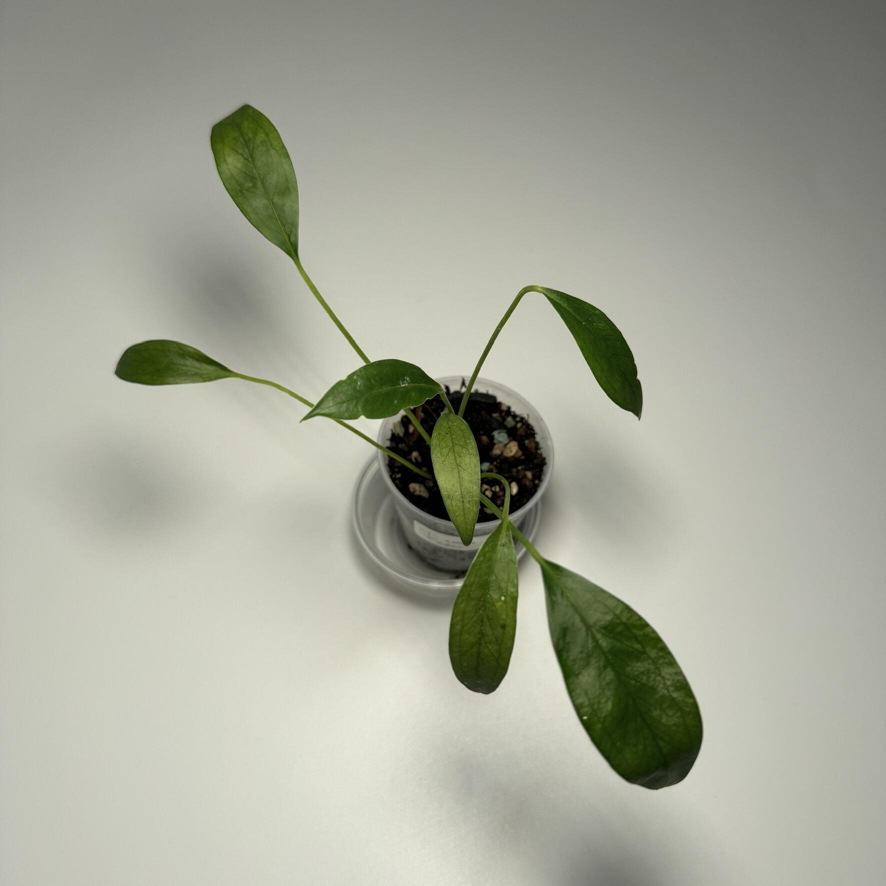 Example grower's choice seedling