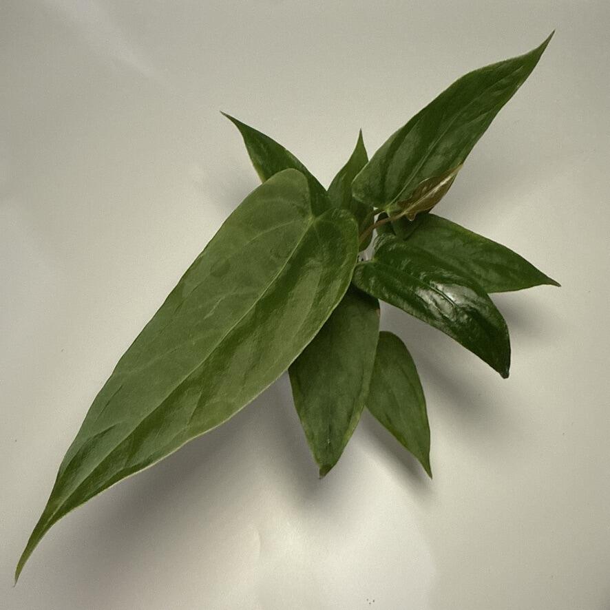 Plant B