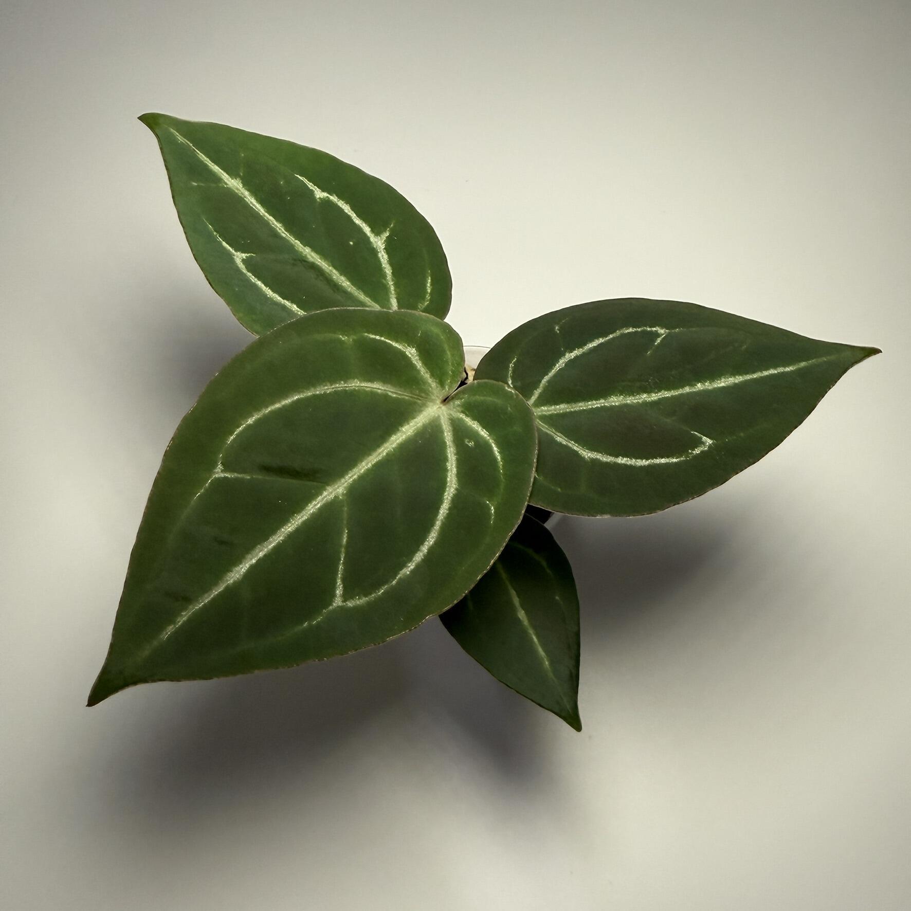 Plant B