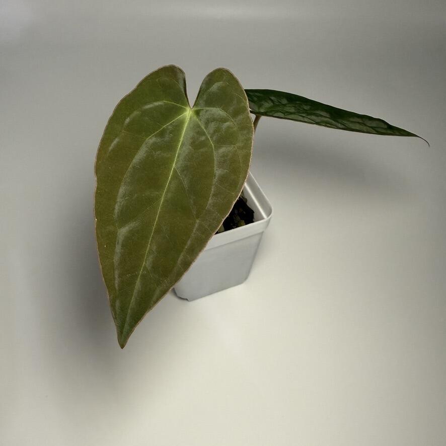 Plant for sale