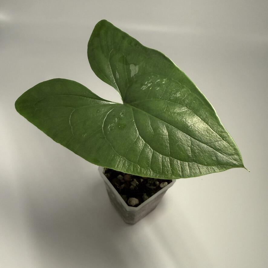 Plant for sale